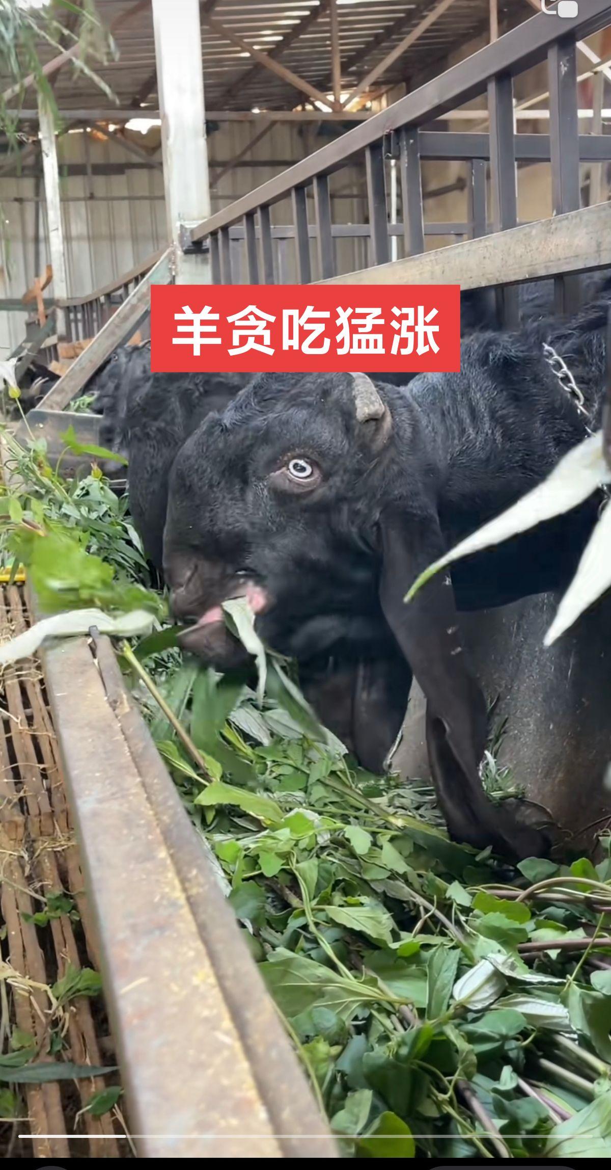 养羊一定一定要用酵八仙,调节肠道是关键。#养羊 #养羊人 #养羊技术 #养羊创业 #养羊技术分享