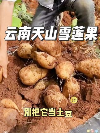 #创作灵感 云南宝藏水果雪莲果 别再认错啦!这可不是土豆红薯,是天山雪水滋养的低糖脆甜果,管理期也能放心炫~#雪莲果正确打开方式 云南天山出品,脆爽爆汁还低糖!富含营养老少皆宜,新鲜现挖的快乐必须和家人分享~#被名字耽误的清甜水果 雪莲果也太绝了!雪水灌溉的脆嫩口感,好吃无负担,谁吃谁爱上!#云南现挖雪莲果 个头大、味道甜,还是低糖高纤维的健康选择,这个季节的宝藏水果非它莫属!@DOU+小助手 @DOU+上热门