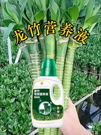 #龙竹富贵竹 #龙竹文昌竹#文昌竹养护 #水培龙竹#营养液推荐