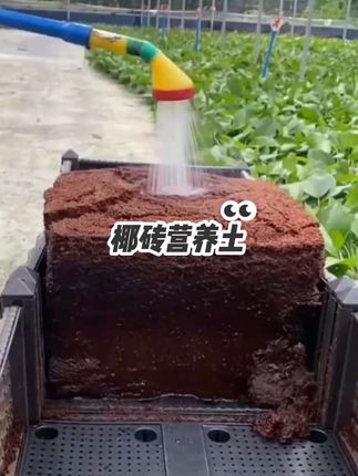 #种植小技巧 #椰砖 #营养土 #三农种植 #超便宜超划算