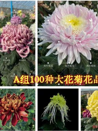 小苗A组100种大花菊花品种 菊花苗对版菊花九月菊#好看的花一定要分享給你