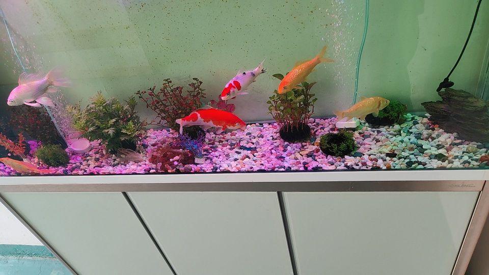 物流速度比较快 挺不错的 己经入缸了 很满意#我在抖音买买买