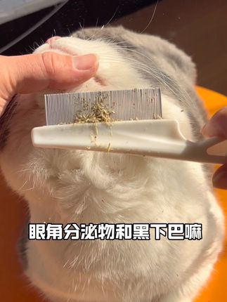 浮毛,灰尘,猫咪眼角分泌物和黑下巴,一把密齿梳搞定#萌宠好物 #梳毛 #密齿梳 #浮毛梳