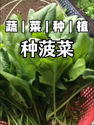 菠菜又叫波斯菜,是唐太宗时从尼泊尔作为贡品把种子传入中国的,如果你也喜欢吃菠菜,快把种子备好开种吧#菠菜种植 #蔬菜种植 #关注我一起学种菜 #自己种的纯天然的绿色蔬菜