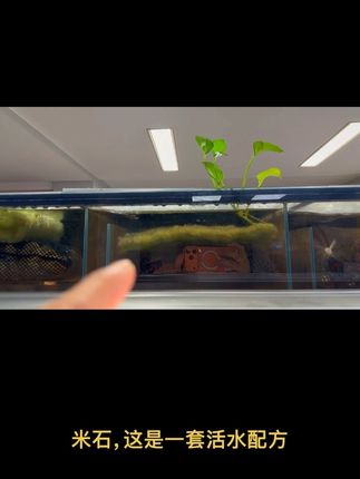 龙鱼工坊经典棉一点点,一米龙米石8升,活水配方一套就这点滤材支撑这180×75的兔缸上滤,用实战和水质说话!
