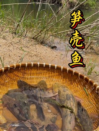 #笋壳鱼 笋壳鱼2-4斤全身鱼肉都是又嫩又滑,刺少肉多可清蒸油浸红烧老少皆宜,做法简单营养丰富,是有着淡水鱼中“水中黄金”美名的一道美味佳肴#鳗鱼 山沟溪鳗山鳗鱼刚到新货3-4斤重一条,皮脆肉爽弹牙一年之中只有夏季这段时间才吃得到的一种鳗鱼,少量大条现货#创作者中心 #创作灵感#美食