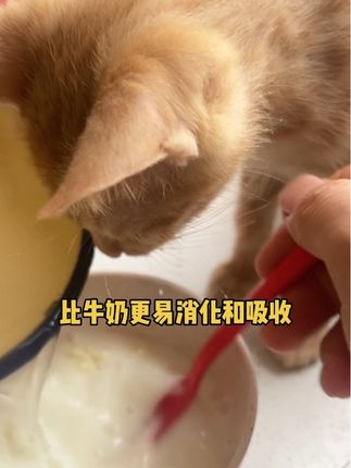 路边捡的流浪猫超爱喝羊奶粉!大几十一斤的猫粮吃不起,9.9一盒的羊奶粉还是没问题的!而且营养丰富哦!#宠物羊奶粉 #羊奶粉猫咪专用