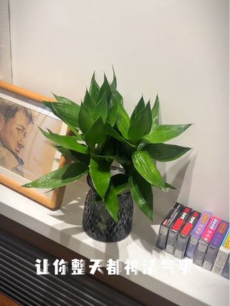 #观音竹 #水培植物 #盆栽绿植 #富贵竹怎么养 #生活美学