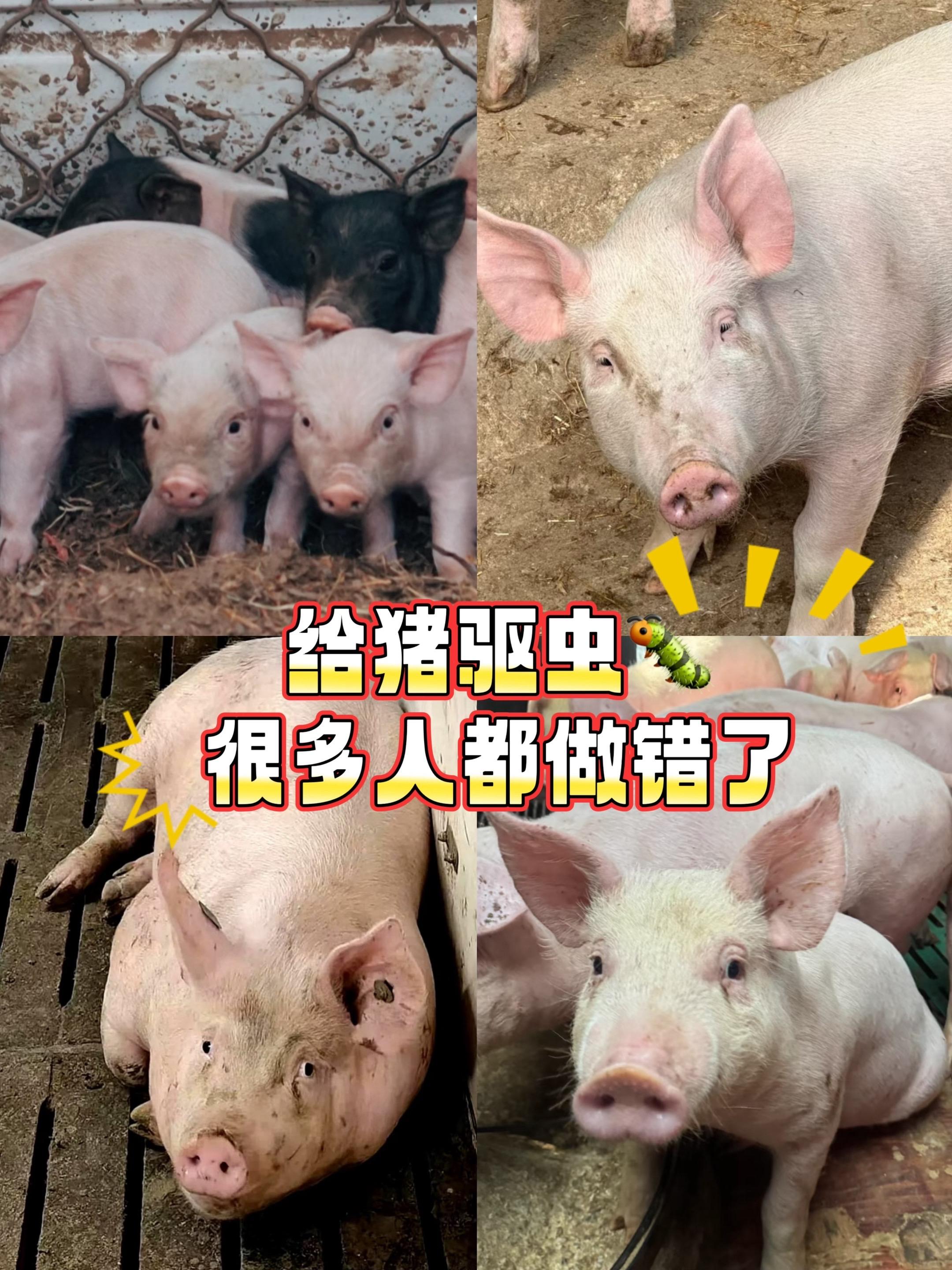 驱虫。#给猪驱虫 #猪病防控 #养猪人加油干 #农村养猪人#自 繁自养