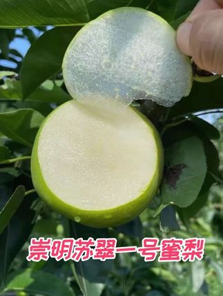 崇明苏翠一号蜜梨,现摘现发蜜梨脆甜多汁#优质农产品 #崇明岛好物