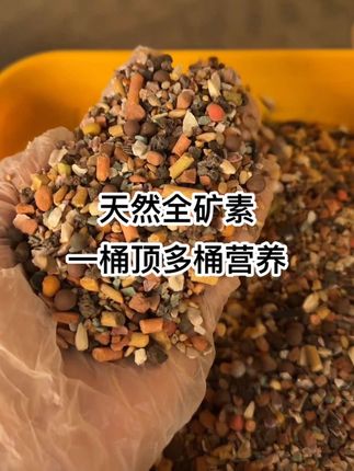 #全矿素 #鸽子保健砂 #天然全矿素 @语轩鸽粮鸽具