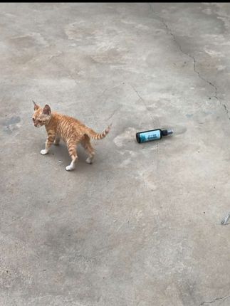 喂养了8天的猫咪,昨天晚上(15号晚上8点以后)不见了,希望你是被人带回了家,不至于居无定所,饥肠辘辘,如果您遇到了,请善待它,如果你没时间照顾,请联系我……#监控下的一幕 #记录真实生活