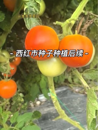 这是多多菜园合作的种子基地西红柿效果 30年实体蔬菜种子直销厂,品质保障服务理念,蔬菜种子只认准多多菜园#创作灵感 #三农 #蔬菜种植#蔬菜种子#西红柿种植