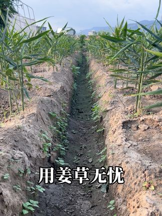 #生姜种植