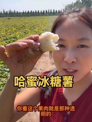 大家今天没拍到哈蜜冰糖薯的我挂个小黄车大家直接点进去拍就行了,都是现挖现发的这个红薯也是我们河南开封的特产,真的很好吃软糯香甜大家放心拍吧。#河南兰考哈蜜冰糖薯