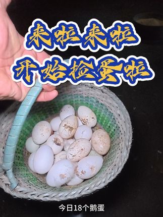 捡蛋啦!天热鸡鸭鹅都不爱下蛋了!蛋量少了好多!#农村创业养殖 #乡村生活 #生态散养土鸡 #农村日常生活 #农村生活