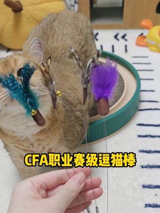 CFA赛级逗猫棒!羽毛跟小蝴蝶一模一样,我家猫都玩疯了 #养猫新手 #科学养宠攻略 #逗猫棒