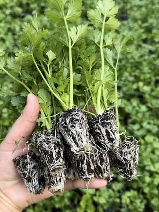 寿光苗场培育了40多天的水果西芹苗开始上架了 ,庭院有空地的推荐你种一下它。#芹菜#优质种苗#三农#芹菜种植