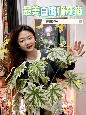 最美白鹰狮开箱来啦❤️ #秋海棠 #秋海棠养护 #秋海棠开箱 #白鹰狮秋海棠