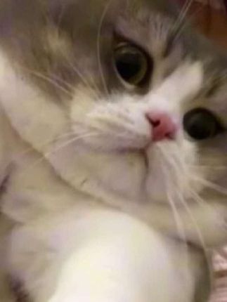 我们贝贝是豪猫 #萌宠出道计划 #吸猫 #脾气好的猫 #我和我的猫 #小猫咪能有什么坏心眼