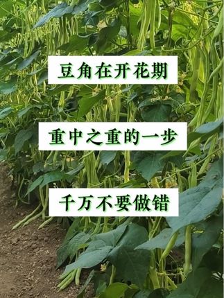 豆角在开花期,重中之重的工作,千万不要做错 #豆角种植 #农业种植技术