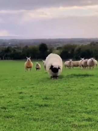 新款苹果17promax凯夫拉手机壳