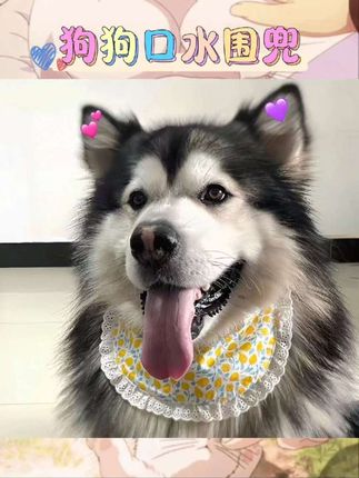 宝子们,给毛孩子安排超萌围兜啦🐶 黄色鸭子图案,田园风满满,西高地、柯基等小型犬超适配~ #狗口水巾围兜 #小狗配饰 #西高地围脖 #小型犬围嘴