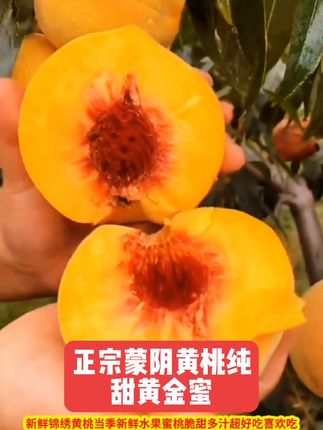 蒙阴黄金蜜黄桃,一口沦陷的纯甜!当季现摘的锦绣果,脆嫩多汁,每口都是阳光吻过的清甜。新鲜直达,爱吃甜桃的闭眼入~