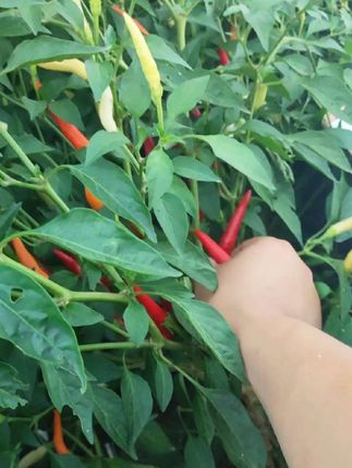看到这个短视频的立减5元,现摘现发,产地直发,红泡椒,黄泡椒,这辣椒可以做辣椒酱,晒干辣椒,炒菜都可以,辣度是特辣,收到的东西和我短视频一个品质,坏果包赔,无辣不欢可以带一份尝尝 #小米辣 #野山椒 #美食 #小米椒