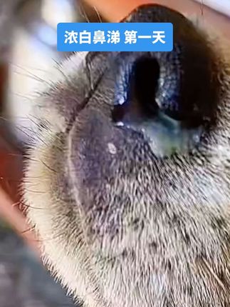#萌宠出道计划 #毛孩子 #萌宠成长记