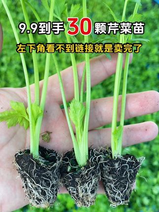 9.9发30棵芹菜苗还有肥料#芹菜苗#蔬菜种植#蔬菜种子#种菜#阳台种菜