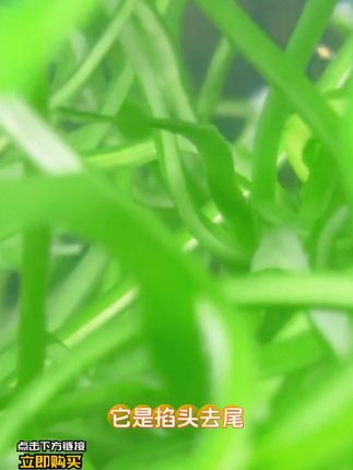 小金牌海带丝,一片就是一盘菜,酸辣开胃还好吃,夏日餐桌必备小凉菜。 #富牛牛 #海带丝 #凉拌海带丝 #适合老年人吃的食物 #美味下饭家常菜