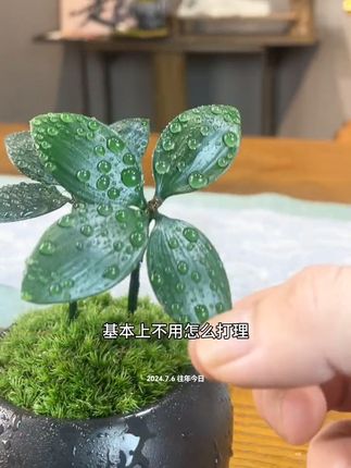 四叶草收到后如何养护?拿出底座和四叶草,准备一碗水开始醒苗,放水中浸泡十五分钟,日常养护,一周浇一次水就可以。他每株有四个叶片,代表着爱情、事业、健康和幸运。#绿植盆栽 #室内绿植 #净化空气