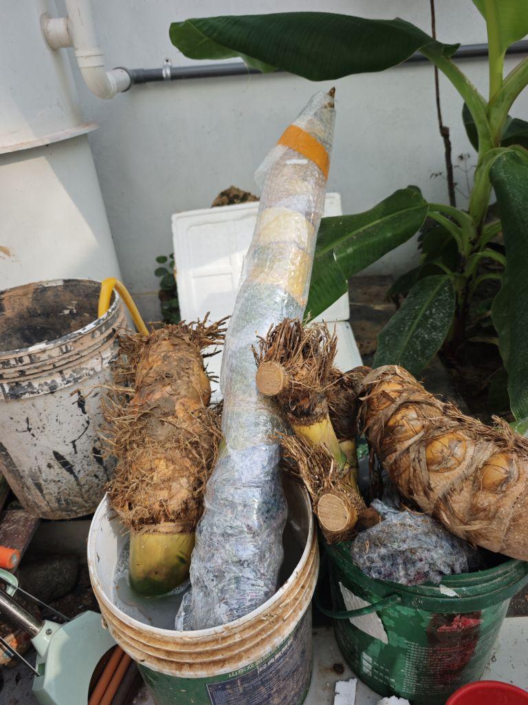 包装的最好的一次竹子,货很新鲜,跟直播间一模一样,新鲜度很好,最满意的一次购物。#我在抖音买买买