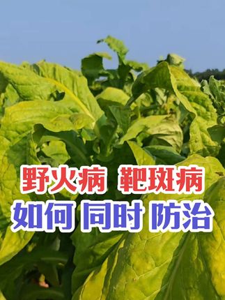#烤烟种植技术与管理#携手助农 烤烟打顶后,两种病害,如何同时防治?