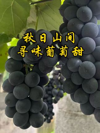 大坡高山刺葡萄 秋日里必不可少的水果#三农 #上热搜 #每日分享 #抖音助农 #葡萄