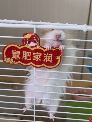 鼠肥家润 #家有萌宠 #金丝熊 #仓鼠 #萌宠 #家有萌鼠