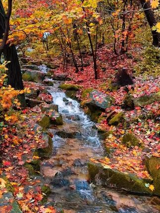 10月7号实拍 秋日九如山红叶已进入观赏期 雨后的红叶美如画 #红叶花海与金秋更配