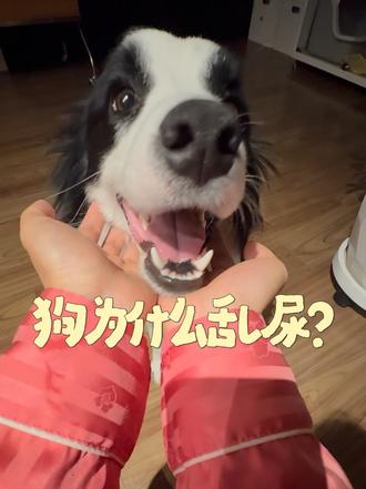 狗为什么乱尿
#谁家小狗像个小宝宝 #边牧 #动物迷惑行为 #听得懂人话的狗 #海龟汤