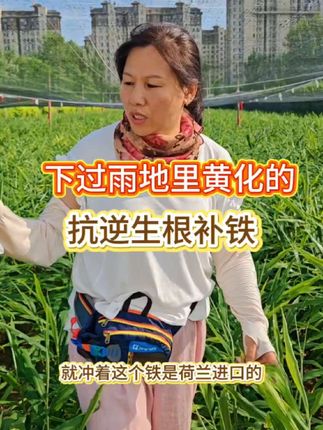 大姜黄化补充中量元素 过雨后地里黄化严重的,及时补充抗逆生根加螯合铁#生姜种植技术 #大姜缺素黄化#大姜病害防治 #凤歌大姜种植
