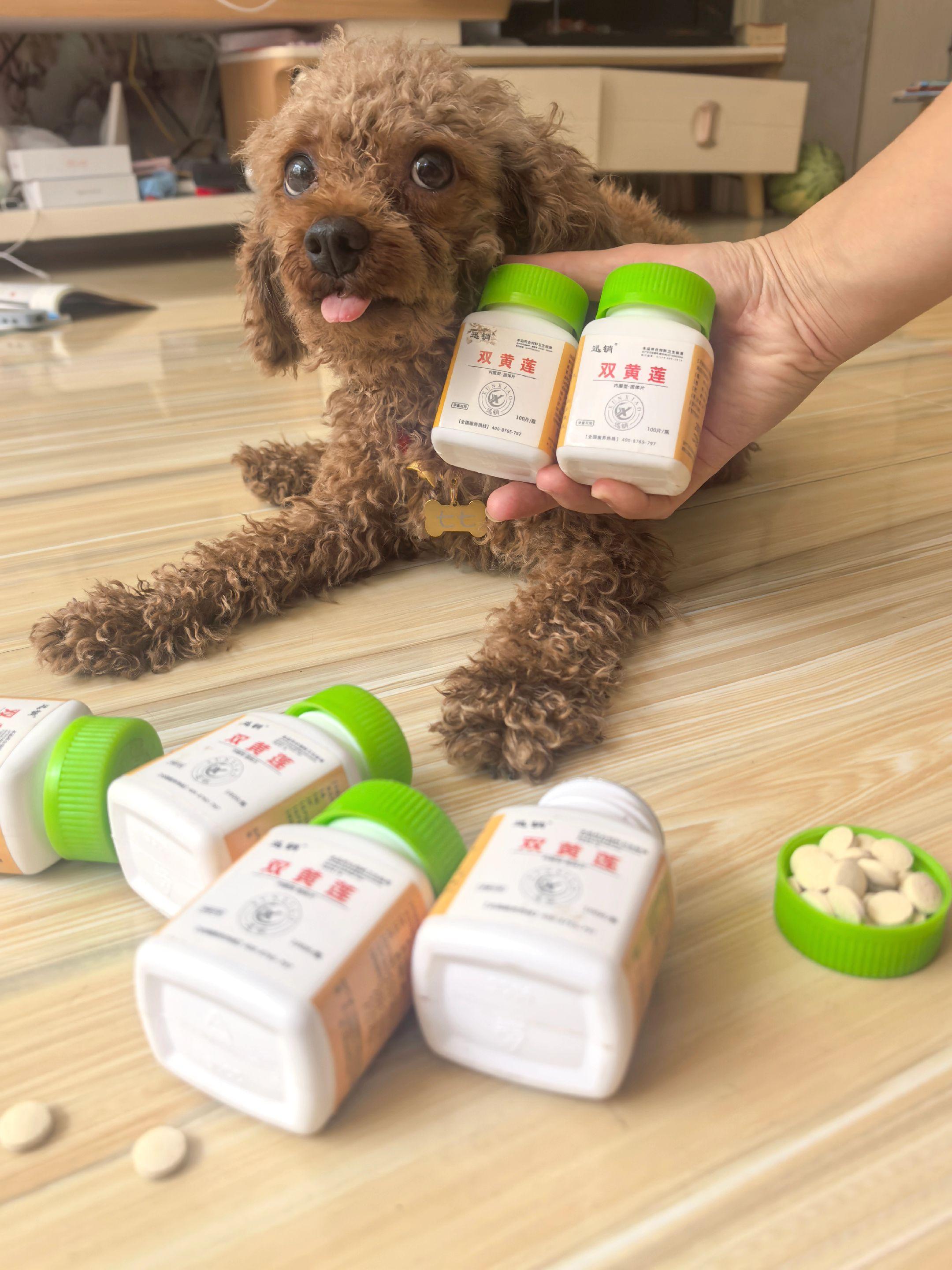 #狗是人类最忠诚的朋友 #养狗的乐趣 #科学养宠攻略 #养狗人#新手养狗