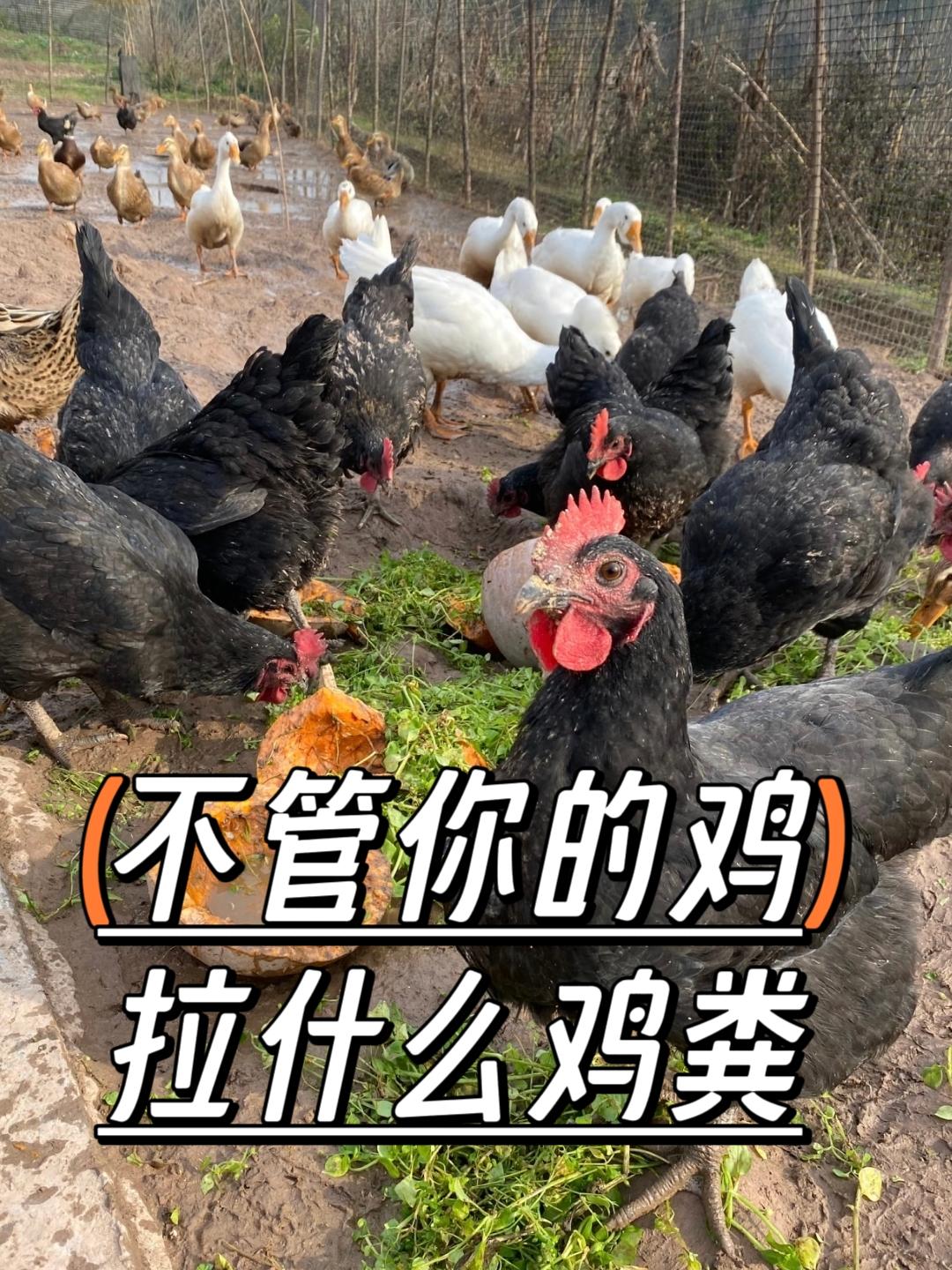 #养鸡并养鸡人#养鸡小妙招#养鸡技术 #养鸡场