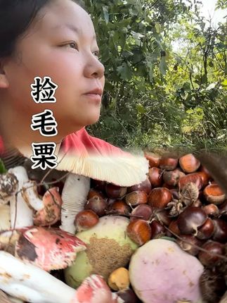 今天的毛栗子被我捡过瘾啦,累并快乐着#我的乡村生活 #抖音新农人