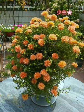 太阳花催花爆花#太阳花造型 #磷酸二氢钾 #养花人的乐趣