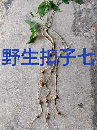 扣子七,又称珠子参,是一种具有药用价值的植物。以下是其生长环境和种植方法:
#### 生长环境
- **气候条件**:
- **温度**:喜凉爽气候,适宜生长温度为15-25℃。
- **湿度**:喜湿润环境,空气相对湿度保持在70%-80%为宜。
- **光照条件**:耐阴,忌强光直射,适合在散射光或半阴环境下生长,光照强度约为自然光照的40%-50%。
- **土壤条件**:
- **土质**:宜选择疏松、肥沃、排水良好的砂质壤土或腐殖质土。
- **酸碱度**:偏好微酸性土壤,pH值在5.5-6.5之间。
#### 种植方法
- **选地与整地**:
- 选择背阴、排水良好的山坡或林下地块。
- 深耕土壤,深度约30厘米,清除杂草和石块。
- 每亩施入腐熟农家肥3000-5000公斤作为基肥,混合均匀。
- 作畦,畦宽1-1.2米,高20厘米,便于管理和排水。
- **繁殖方法**:
- **种子繁殖**:
- **种子处理**:种子具有休眠期,需进行层积处理。将种子与湿沙按1:3的比例混合,置于0-5℃的环境下冷藏60-90天,打破休眠。
- **播种时间**:春季3-4月或秋季9-10月。
- **播种方法**:条播或撒播。条播行距15-20厘米,株距5厘米,覆土厚度约2厘米。播后覆盖稻草或地膜保湿。
- **苗期管理**:保持土壤湿润,及时除草,苗高5厘米左右时间苗、补苗。
- **根茎繁殖**:
- **根茎选择**:选择健壮、无病虫害的根茎,切成小段,每段带1-2个芽眼。
- **种植时间**:春季3-4月或秋季10-11月。
- **种植方法**:按行距20-30厘米、株距15厘米开沟,将根茎平放沟内,覆土5厘米左右,压实。
- **田间管理**:
- **中耕除草**:生长期间及时除草,防止杂草滋生,中耕宜浅,避免伤根。
- **施肥**:苗期追施稀薄人粪尿或氮肥,促进幼苗生长;7-8月生长旺盛期,追施复合肥或腐熟农家肥,促进根茎膨大。
- **水分管理**:保持土壤湿润,干旱时及时浇水,雨季注意排水,防止积水导致根茎腐烂。
- **遮荫**:搭建遮荫棚或使用遮阳网,遮荫度保持在50%左右,防止强光灼伤植株。
#大山里的原生态