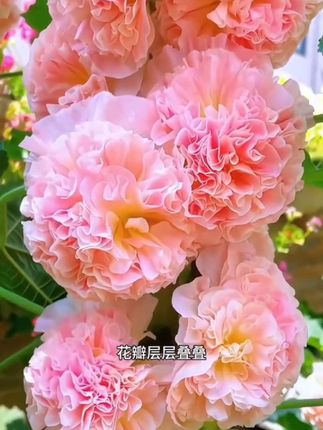 重瓣蜀葵种子 重瓣蜀葵种子#重瓣蜀葵花 #紫色花海,重瓣蜀葵种子的魅力绽放!在家种出超美风景🌸🌺 #家庭种植 #重瓣蜀葵种子