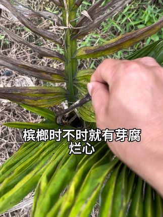 #农业种植 #槟榔种植 #槟榔芽腐 #椰心叶甲 槟榔管理重要配方