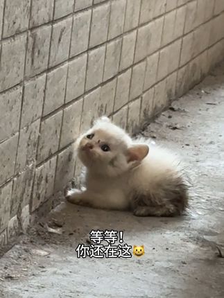 人,泥嚎,我叫铁柱,可以交个朋友吗#小奶猫 #人咪最近感到幸福 #养猫是有成就感的事 #小奶猫 #幼猫