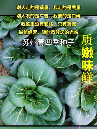 #种子#蔬菜种子#学种菜 矮脚苏州青,非常适合现在这个季节去种植,而且它的口感吃起来非常的脆嫩非常的好吃的,喜欢的朋友赶紧来下单种起来吧!