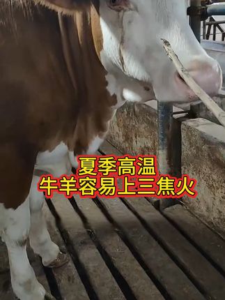 #繁殖母牛 #农村养牛 #养牛人